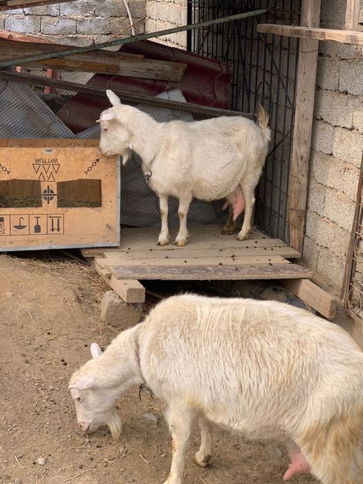Ешкі сатылады. Зааненский, сүті мол.