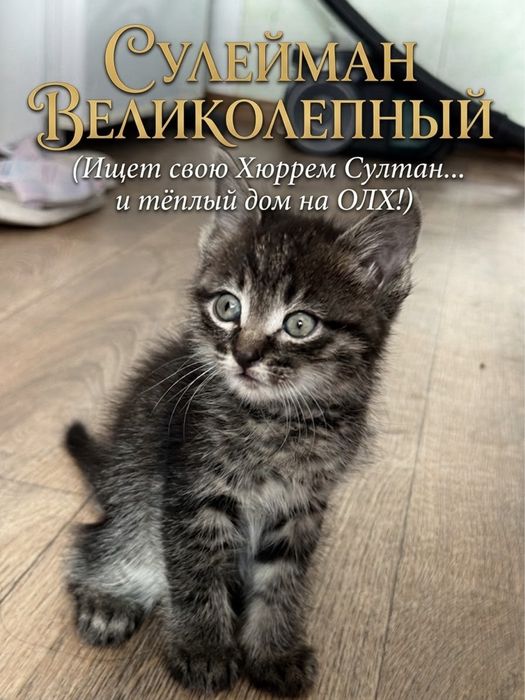 «Хвосты и Усы» ищет новых хозяев !