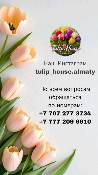 Тюльпаны Голландские ОПТОМ И В РОЗНИЦУ