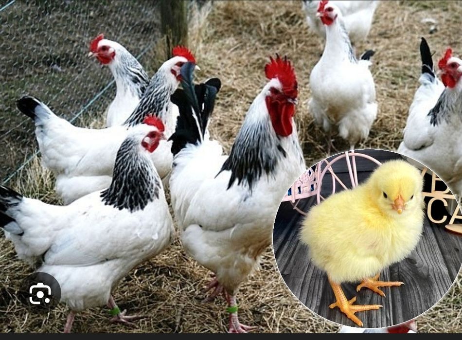 Суточные цыплята породы Адлер серебристый