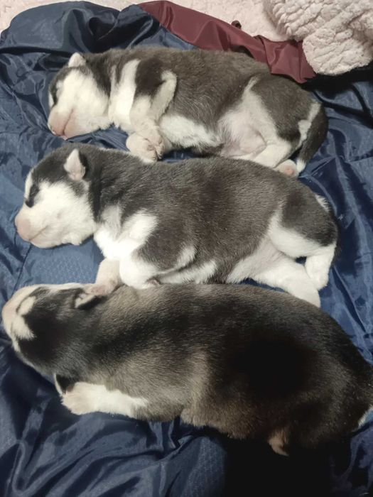 Бронь щенков "Сибирский Хаски"