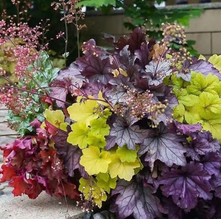 Гейхеры, Хосты, Самшит, Барбарис, Туи и др.