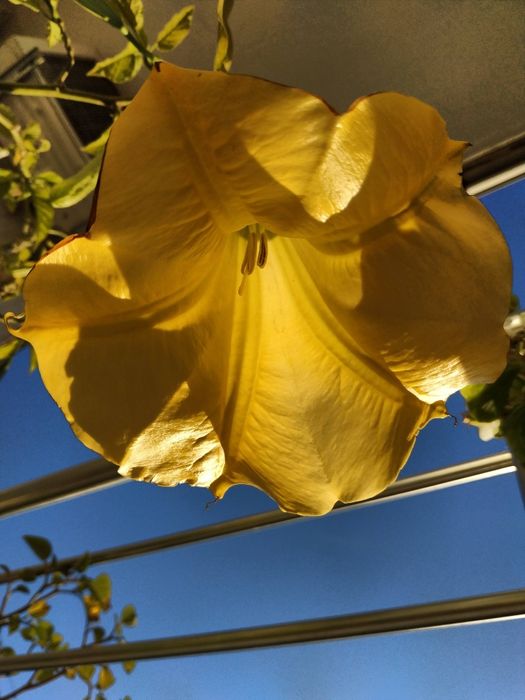 Растение голямо датура цъфтеж