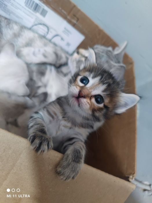 Продаются мастера «ночного тыгыдыка»