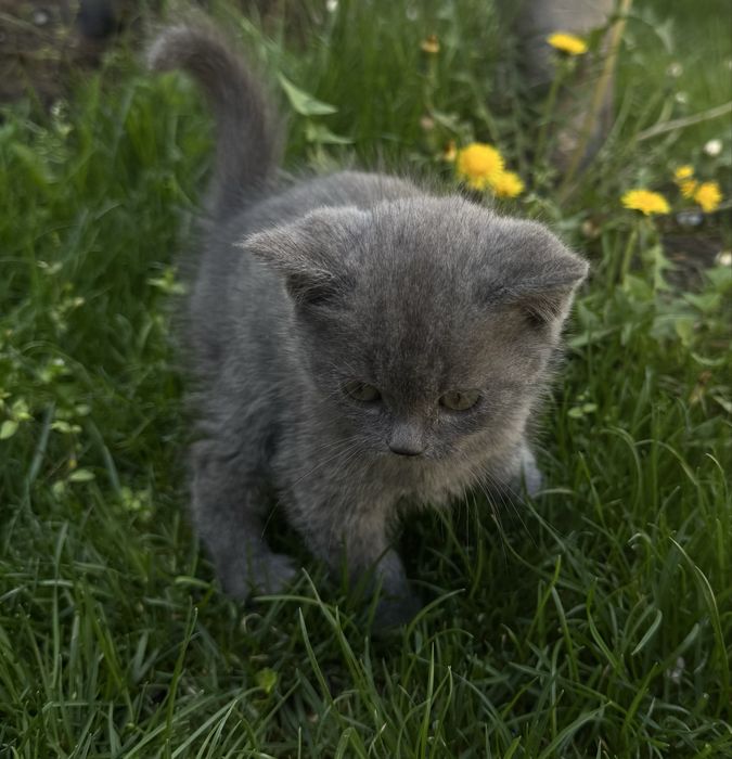 Продаются котята 2мес.