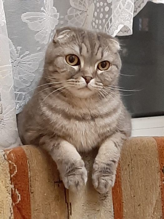 Кот в добрые руки