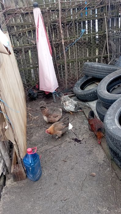 Vând pitici de găină