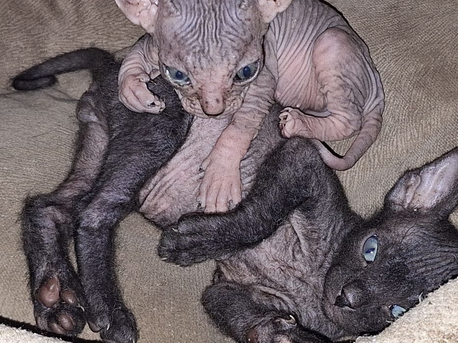 Котята сфинкса 2 месяца