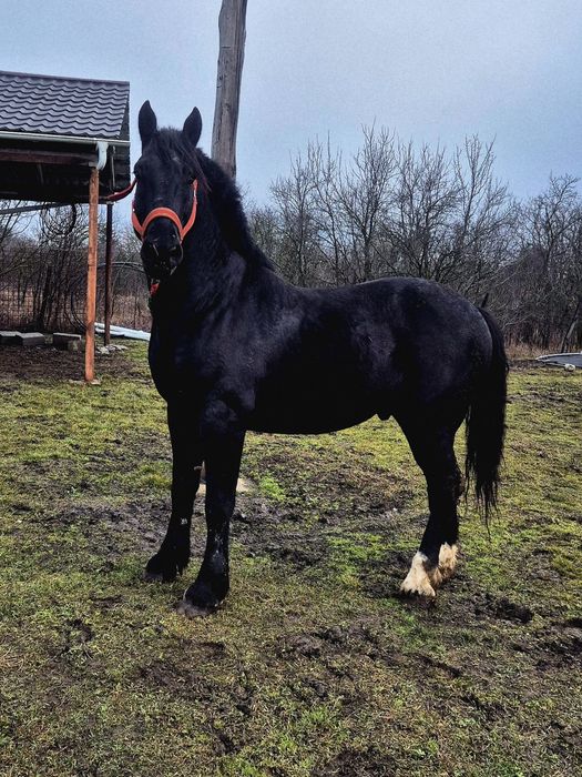 Armăsar de vânzare Englez de 6 ani 180 la grabăn foarte cuminte