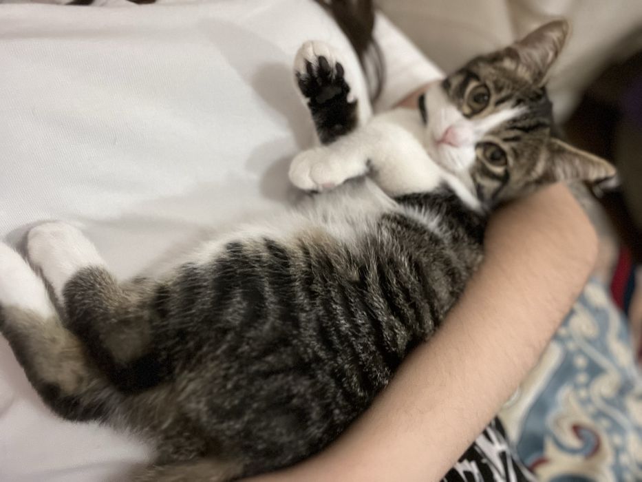 Отдам котенка(девочка)