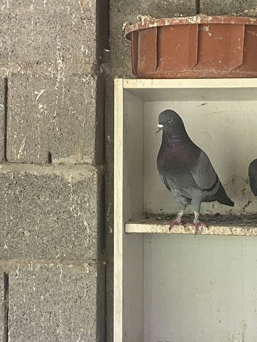 Сочи и  сизи самец  бакиниц