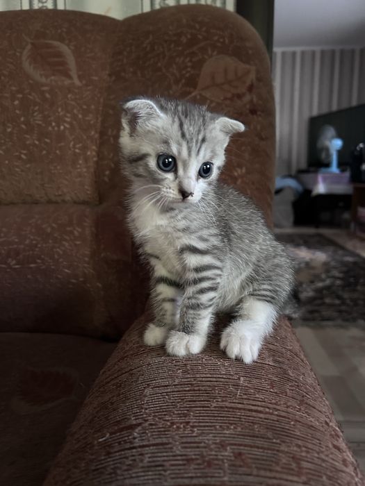 Отдам котенка. вислоухая