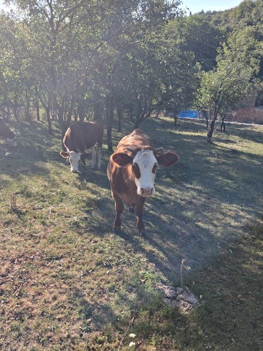 Vand vitea de 11 luni