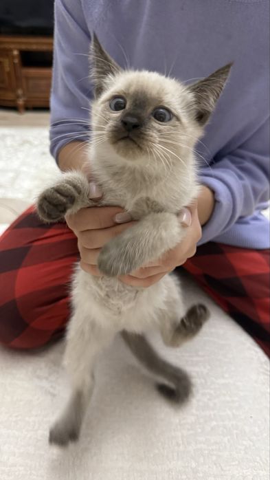 Отдадим в хорошие руки котят