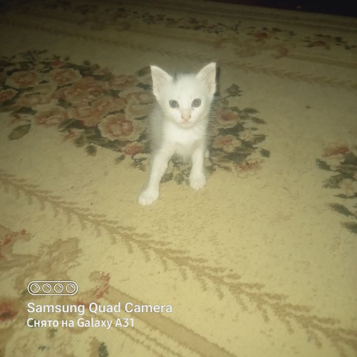 Котята домашние.