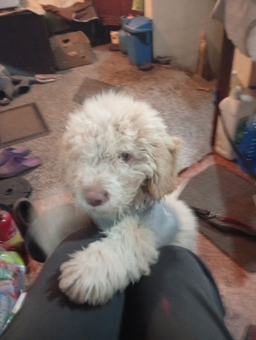 Продавам куче Лагато Романьоло на 5 месеца