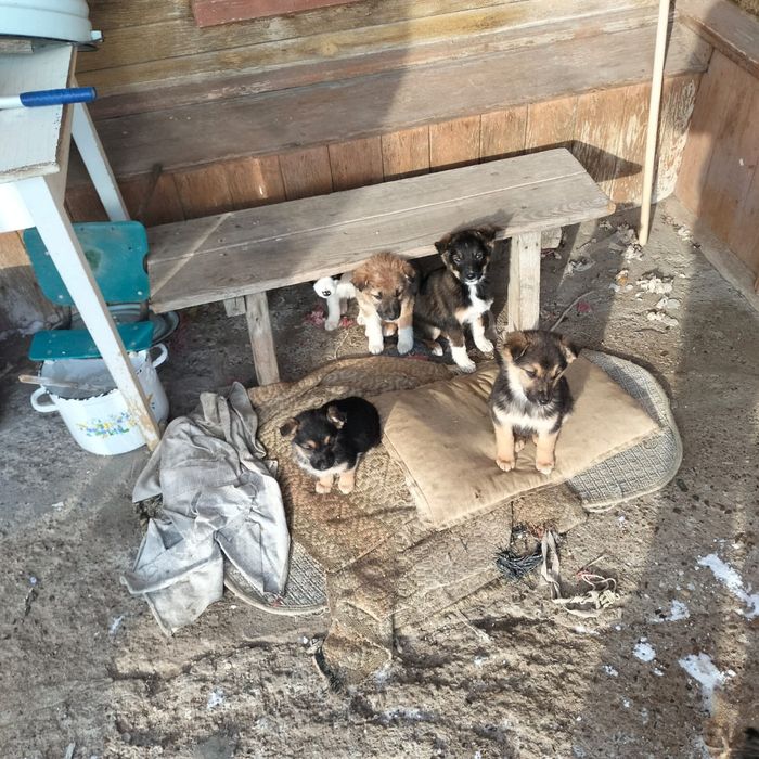 Отдам бесплатно щенят