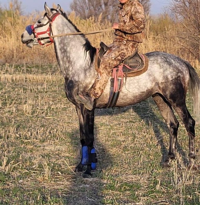 Жылқы сатылады Ақсуда жақсы мінгі