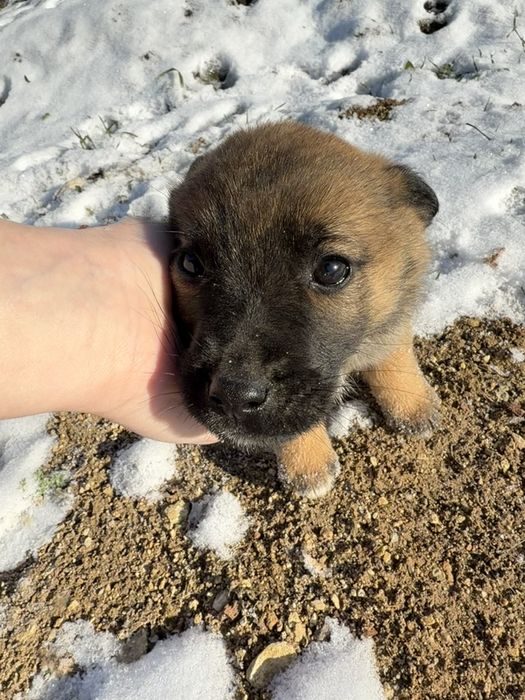 Кучета Немска овчарка/Малиноа