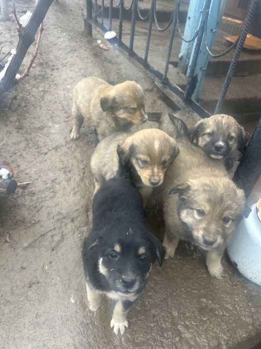 Щенки отдам даром