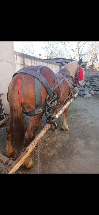 Iapa de 8 ani gestanta