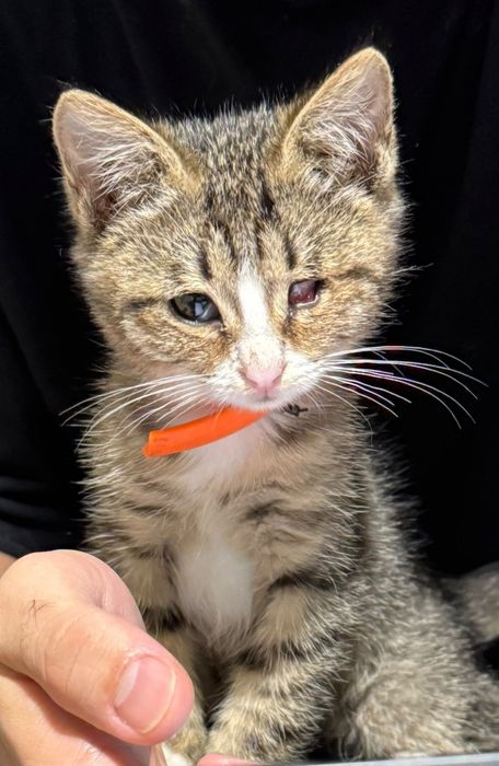 Котенок ищет дом
