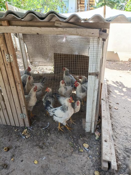 Adler serebristiy horoz