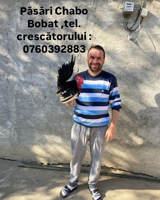 Păsări de expoziție  chabo bobat de vânzare , sunați la nr din poza
