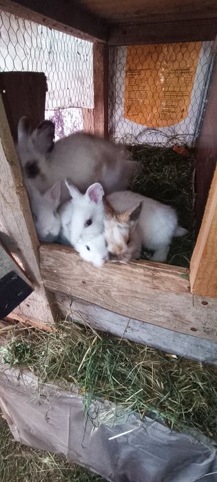 Iepuri pui o lună mini cap de leu pitic