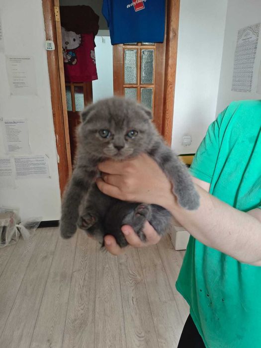шотландские котята, вислоушки, остроушки