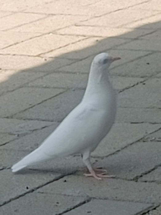 Чисто  белые голуби.