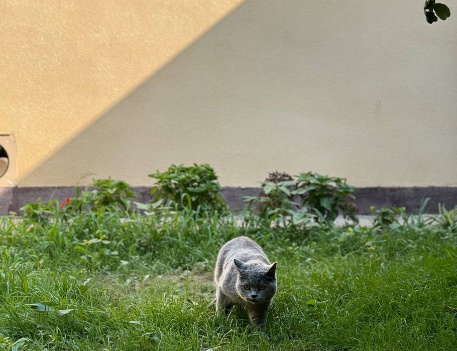 Вязка Киз бола мушук таклиф киламиза