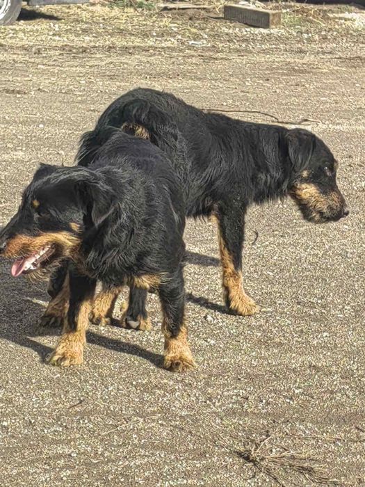 Ягдтериер кученца