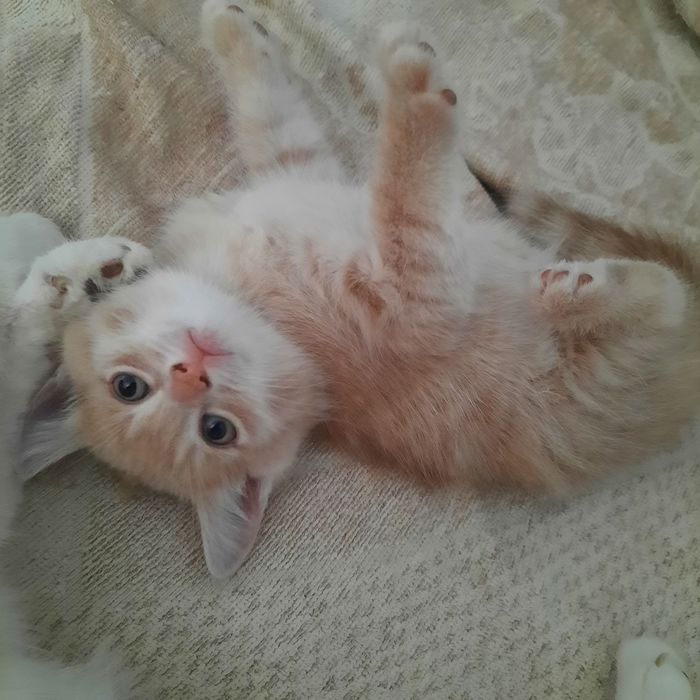 Котята, рыжий и серая