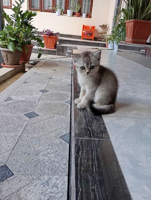 Продам Кошку девочка