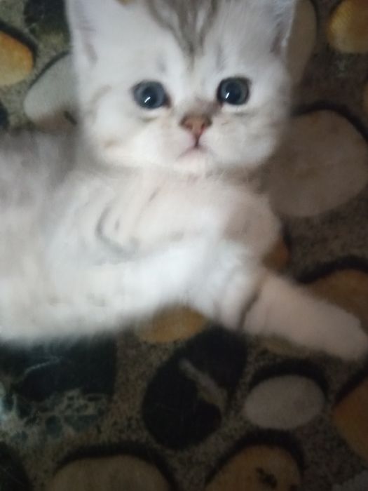 Британские серебристые шиншиллята