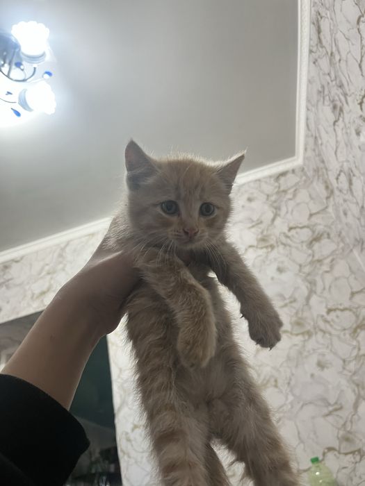 Продам котят британские смесь