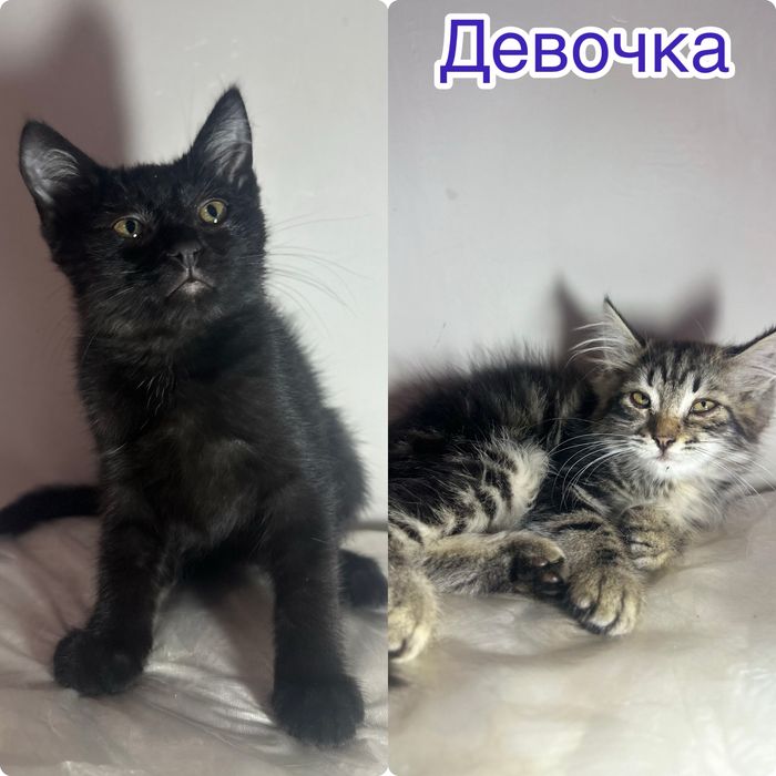 Отдам котят в добрый руки!!!