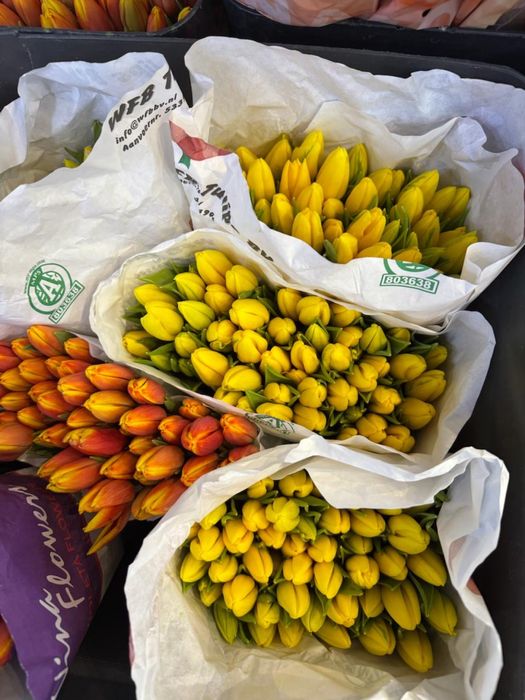 Тюльпан оптом от 350 тенге!