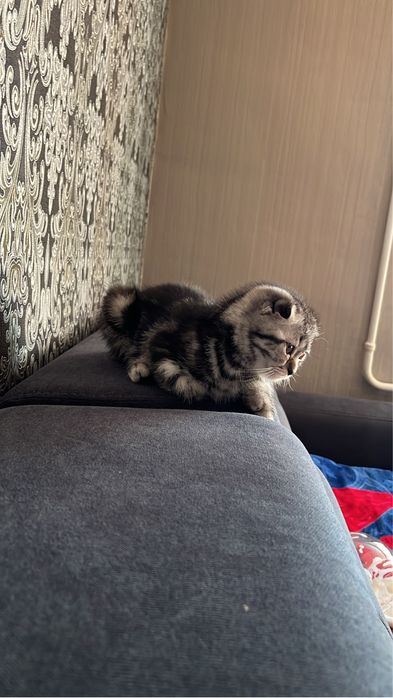 Продам котенка породистого