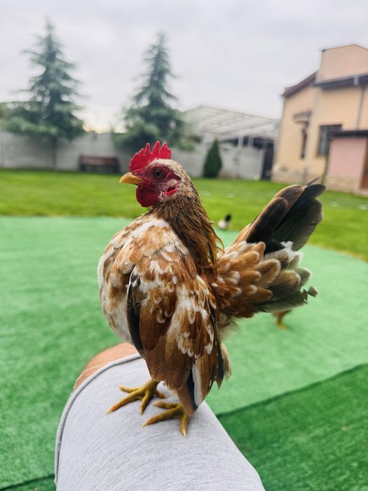 Серама малайзийска