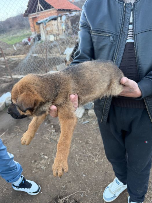 Белгийски овчарки