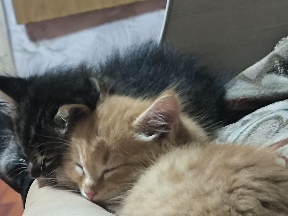 Отдам двух котят