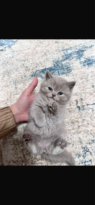 Продам британских котят