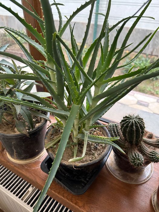 Комнатные цветы: алоэ и каланхоэ