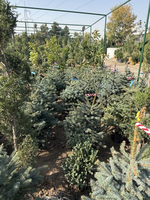 Galubayel archa sotiladi