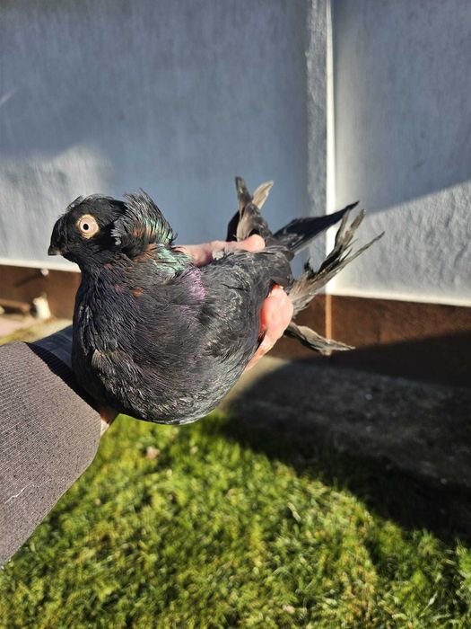 Pui Porumbei Jucatori de Botosani diverse culori