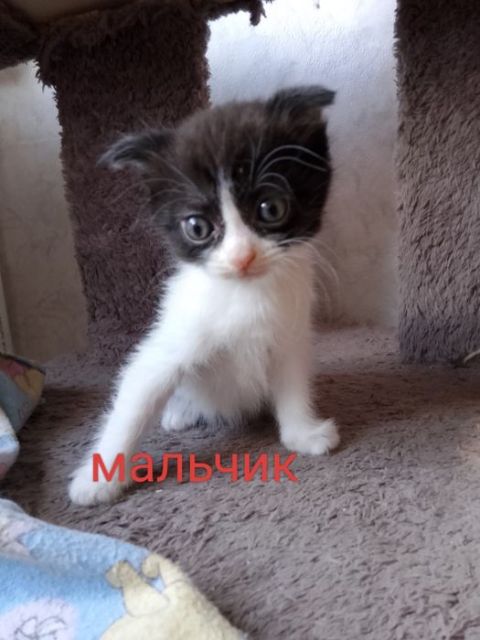 Продаютс породистые котята
