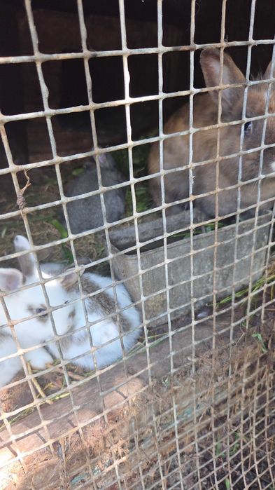 Продам  кроликов