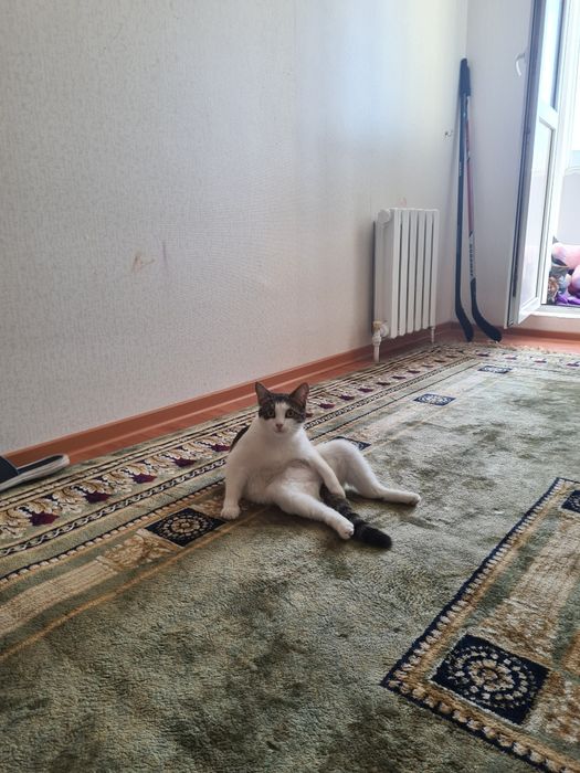 Отдам кошку в добрые руки